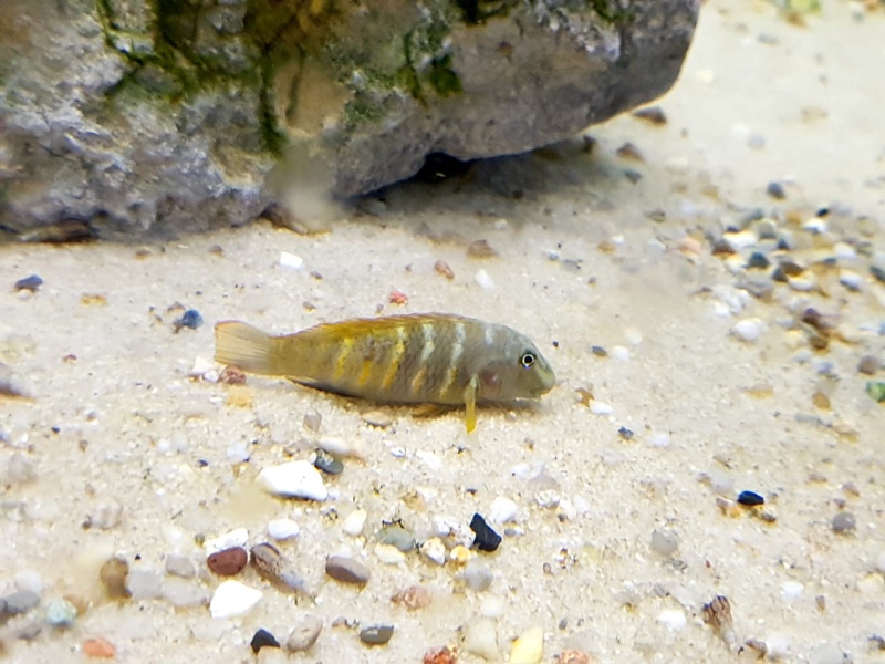 Eretmodus marksmithi 'Milima Island'